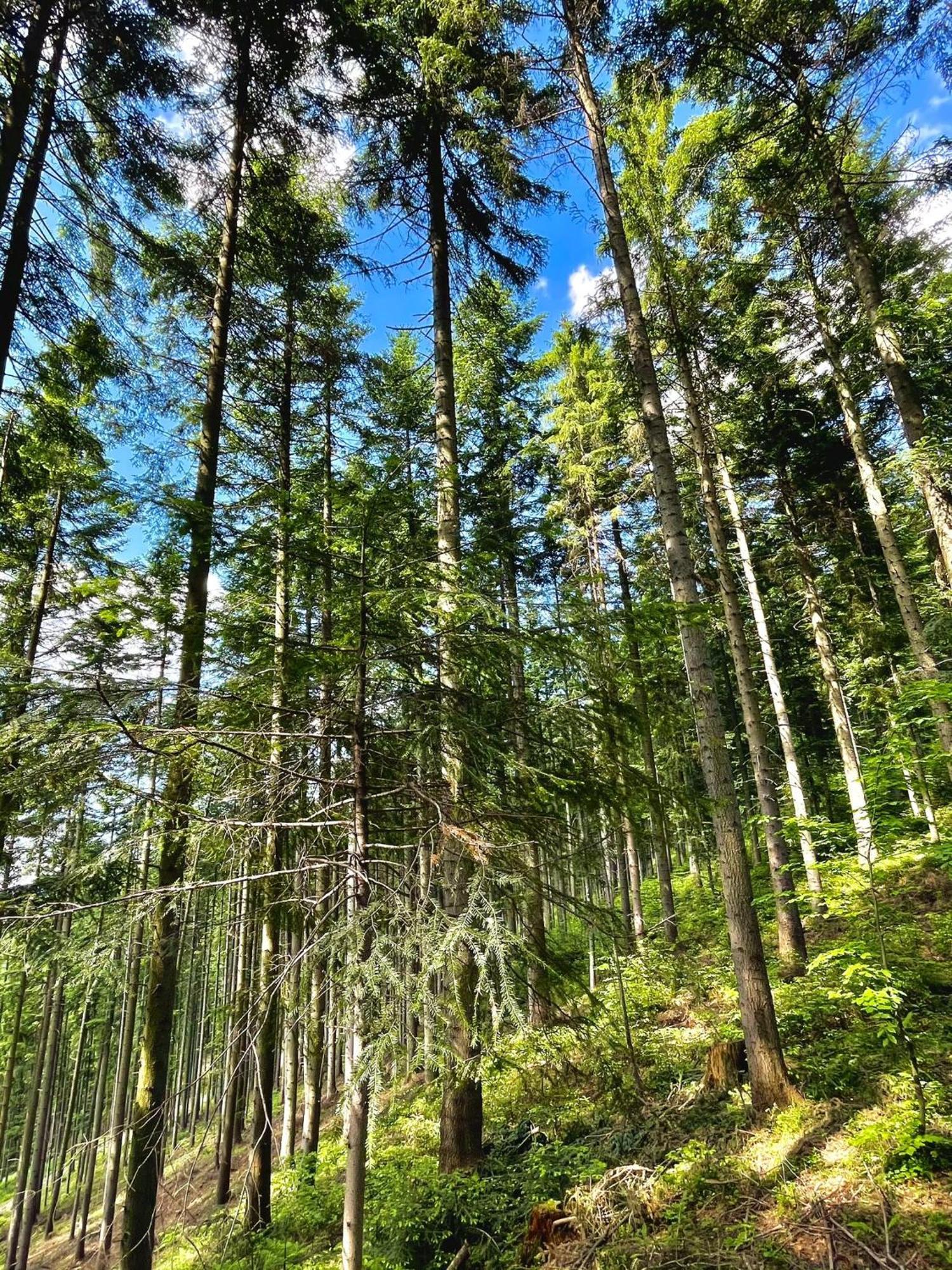 Villa Przystanek Madejowa Jeleśnia Esterno foto